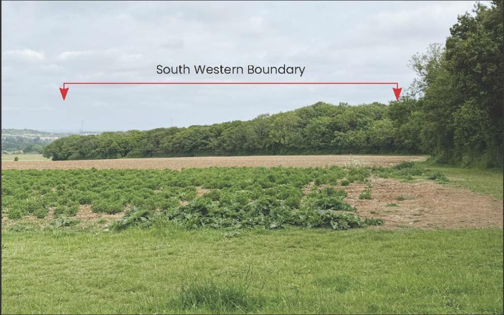 Lot: 2 - NEARLY 27 ACRES OF WOODLAND - View towards South West Boundary of Woodland